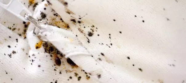 en guide till att bli av med vägglöss (bedbugs)